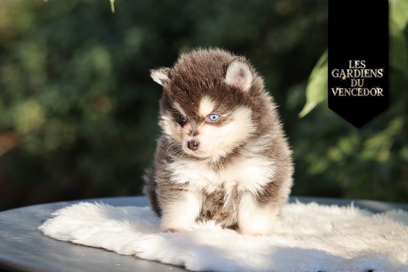 Armani des gardiens du vencedor2