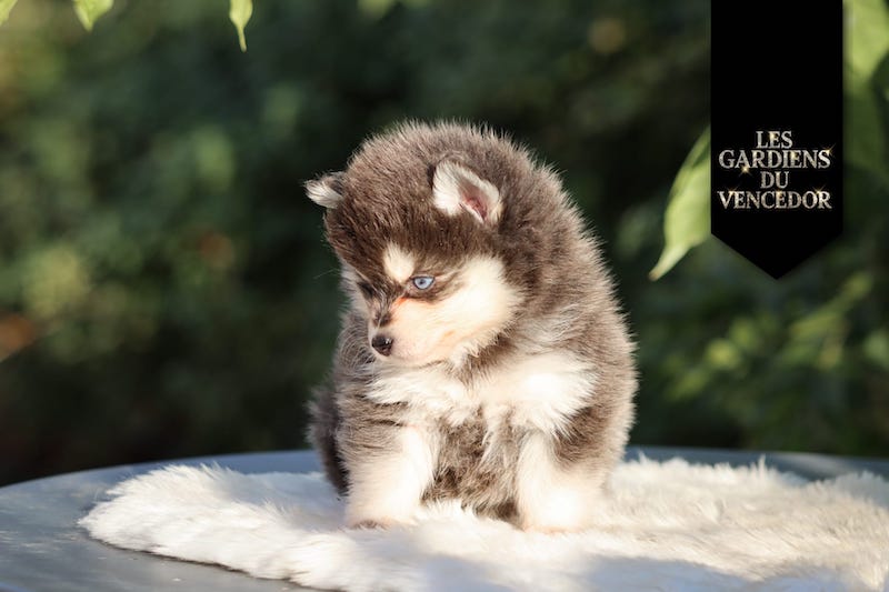 Armani des gardiens du vencedor3