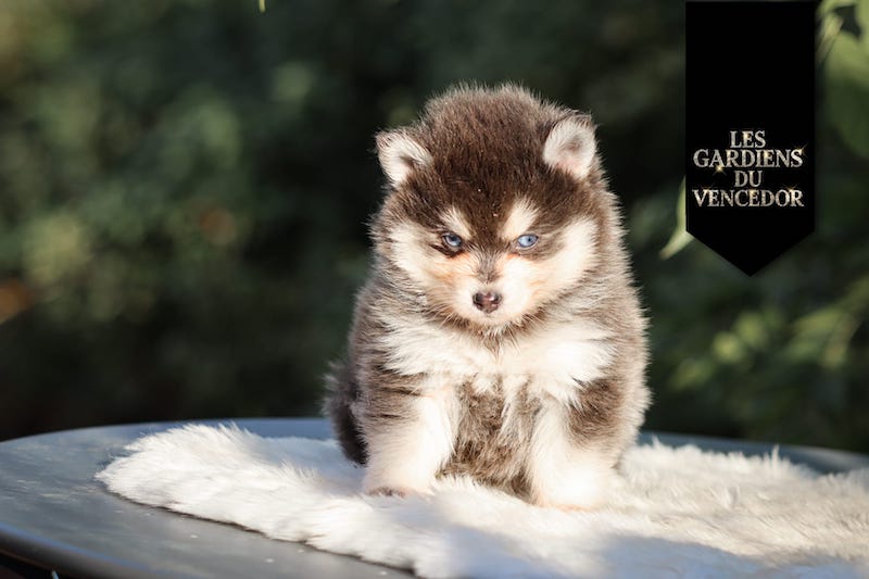 Armani des gardiens du vencedor4