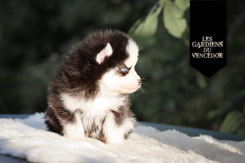 Atoll des gardiens du vencedor1