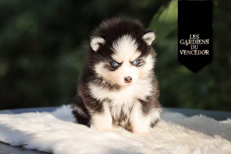 Atoll des gardiens du vencedor2