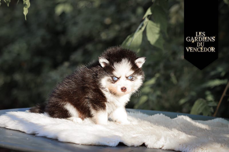 Atoll des gardiens du vencedor3