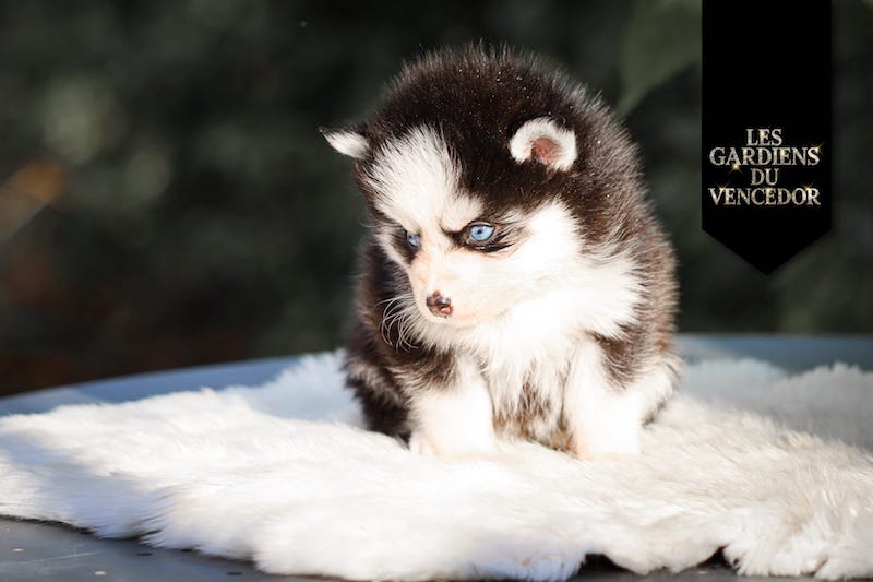 Atoll des gardiens du vencedor4