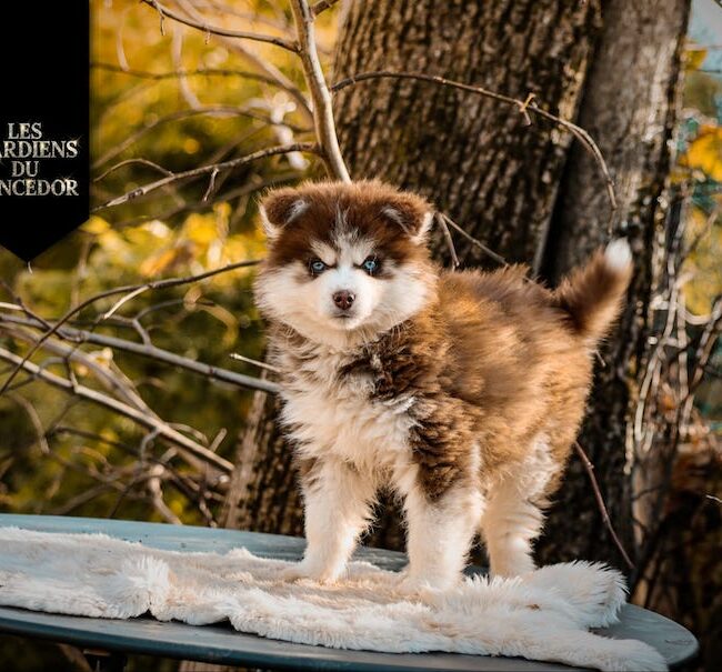 adagio des gardiens du vencedor1