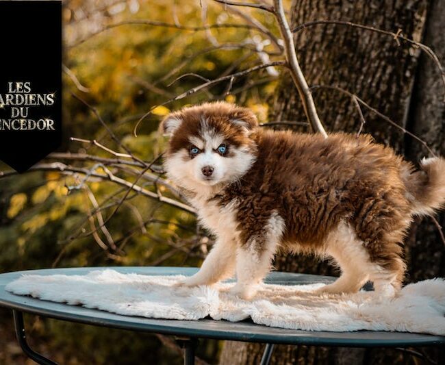 adagio des gardiens du vencedor2
