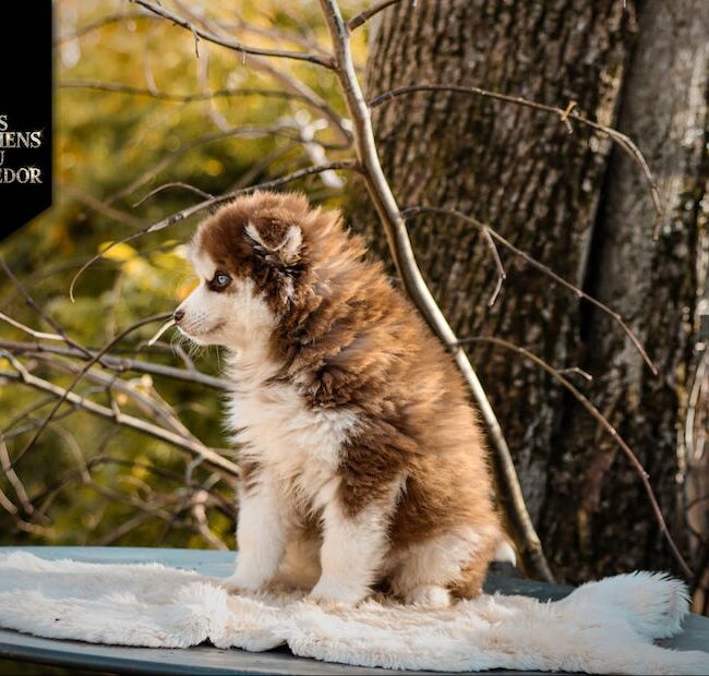adagio des gardiens du vencedor3