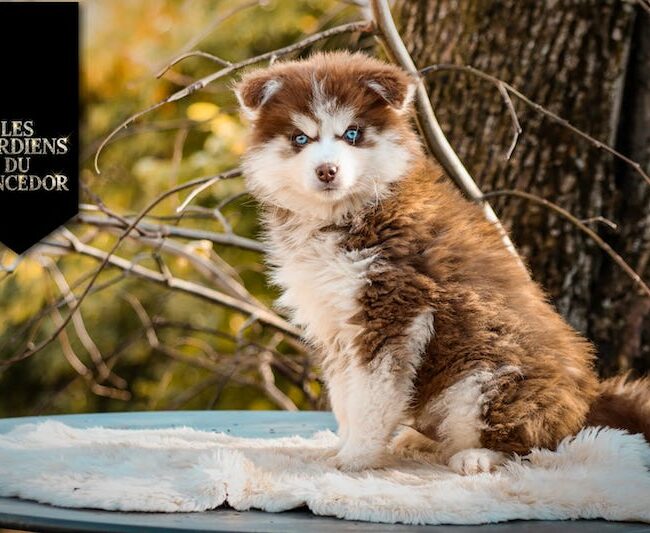 adagio des gardiens du vencedor4