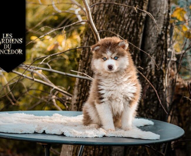 after des gardiens du vencedor1