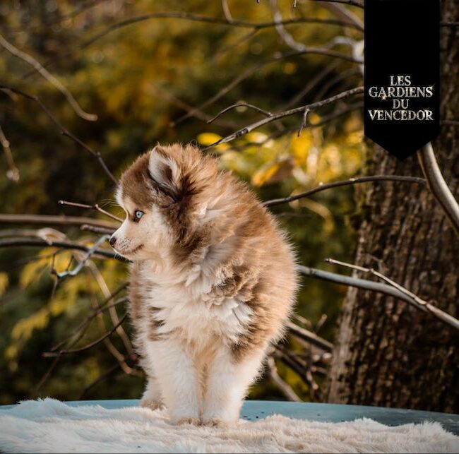 after des gardiens du vencedor3