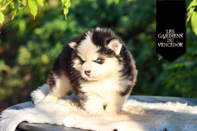 agatha des gardiens du vencedor1