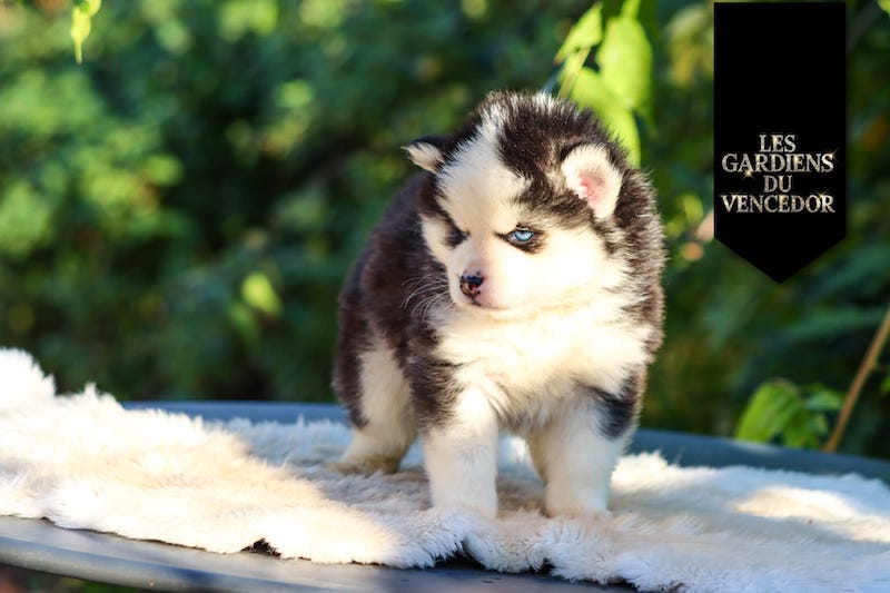 agatha des gardiens du vencedor3