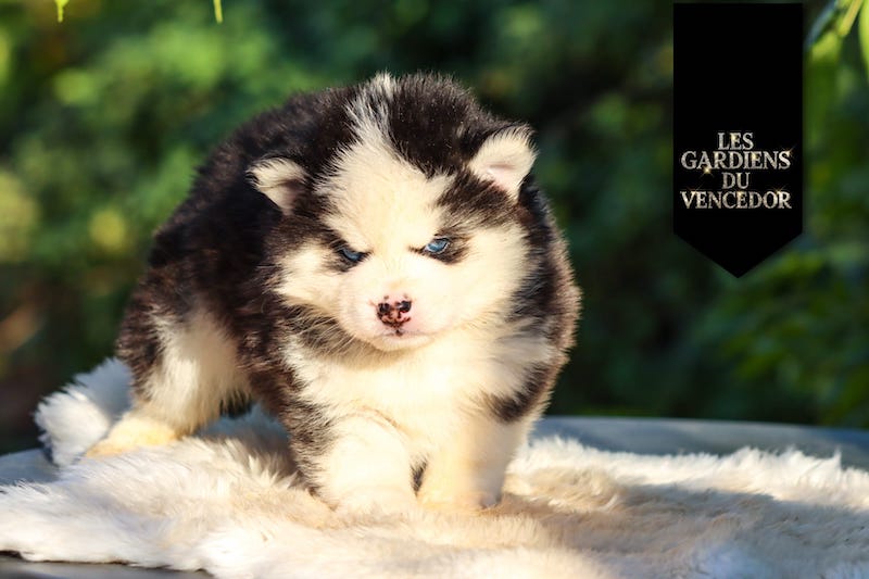 agatha des gardiens du vencedor4