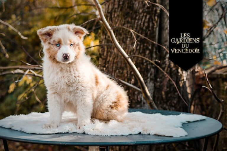alizée des gardiens du vencedor1