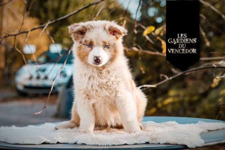 alizée des gardiens du vencedor2