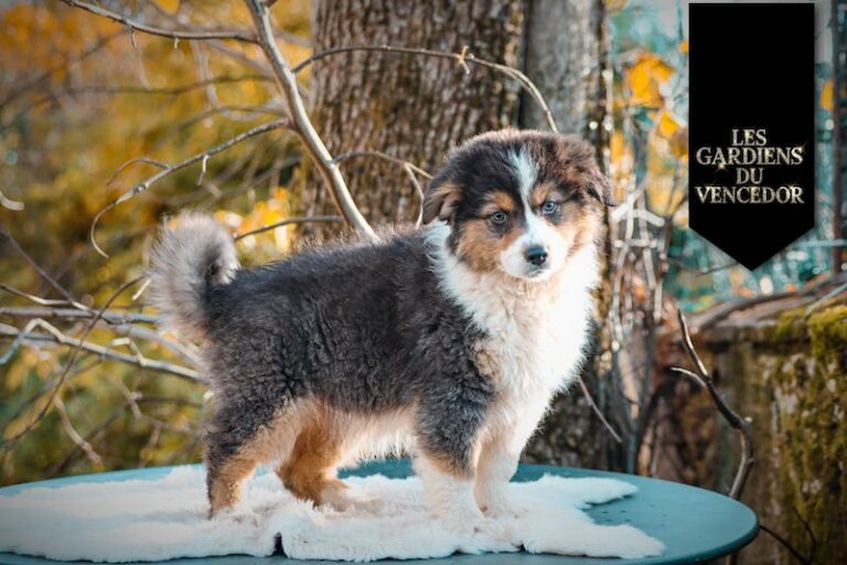 alesia des gardiens du vencedor3