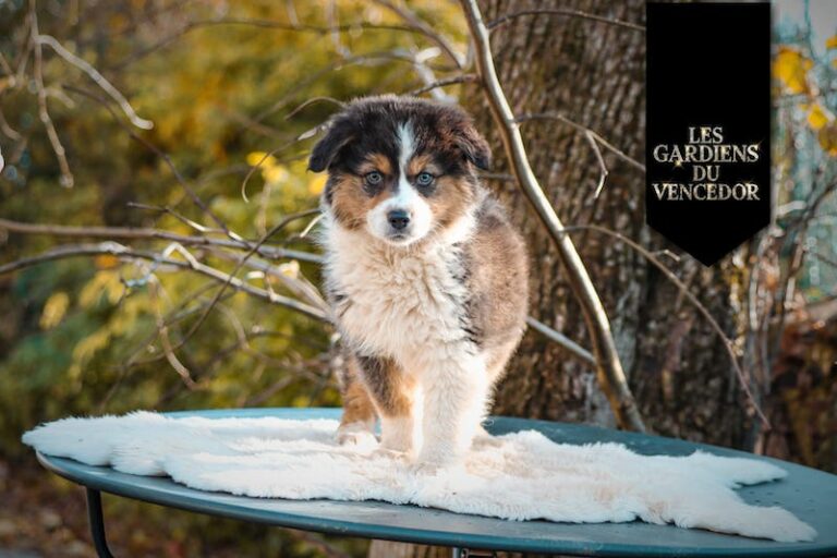 alesia des gardiens du vencedor4