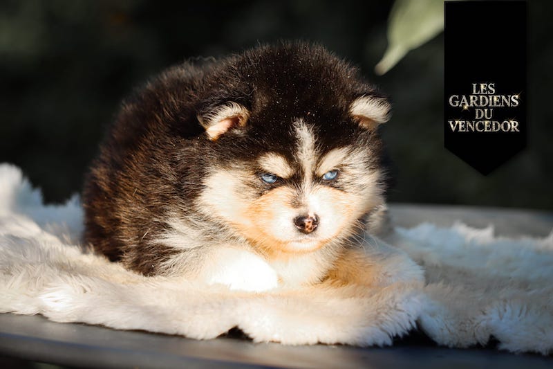 aloha des gardiens du vencedor1