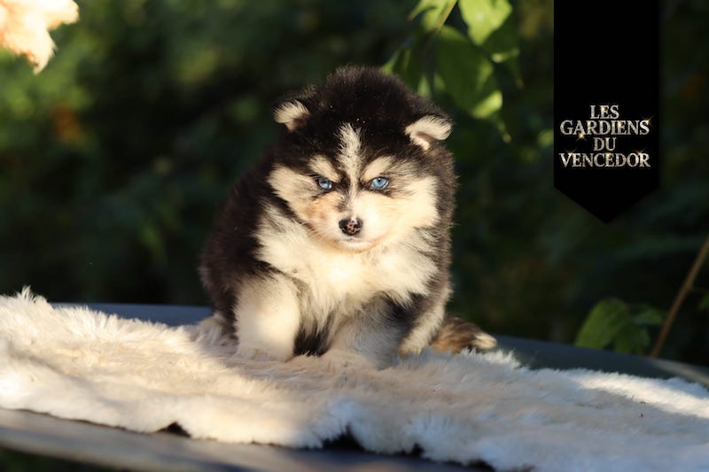 aloha des gardiens du vencedor2