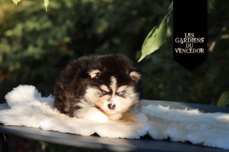 aloha des gardiens du vencedor3