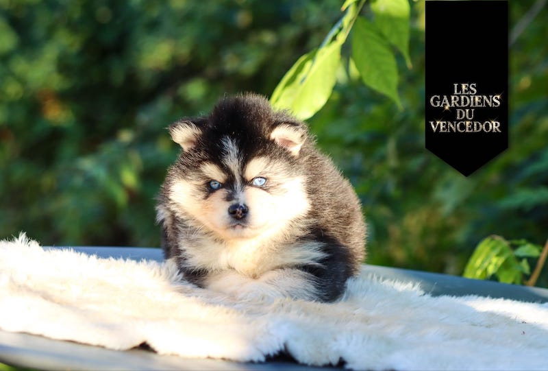 aloha des gardiens du vencedor4