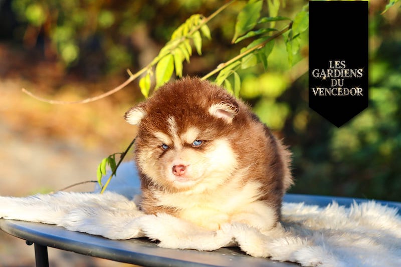 altao des gardiens du vencedor1