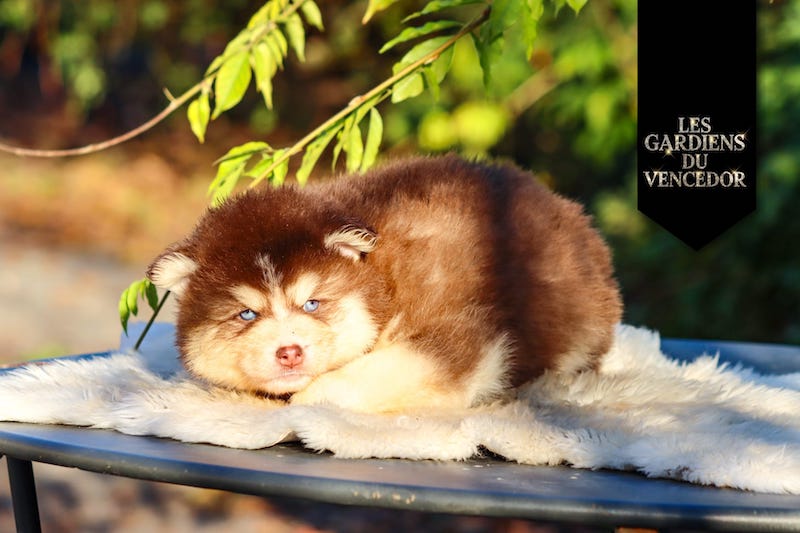 altao des gardiens du vencedor2