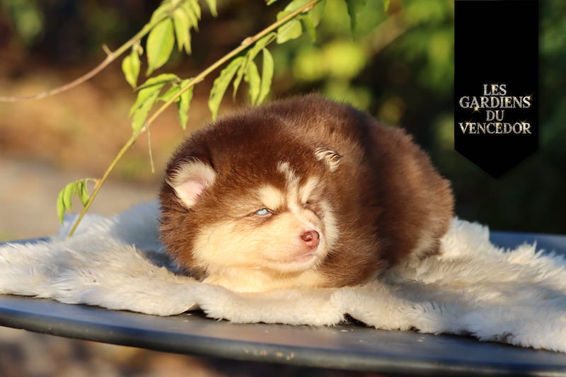 altao des gardiens du vencedor3