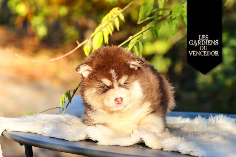 altao des gardiens du vencedor4