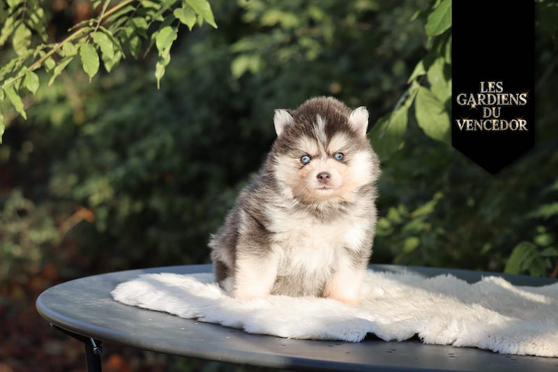 amao des gardiens du vencedor1