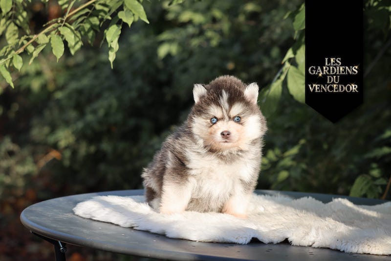 amao des gardiens du vencedor2