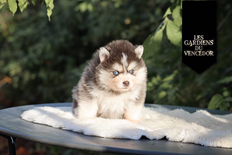 amao des gardiens du vencedor3