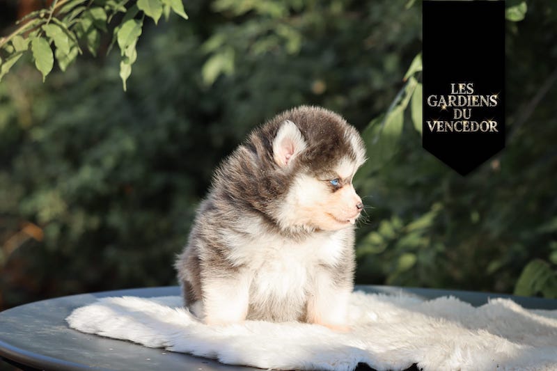 amao des gardiens du vencedor4