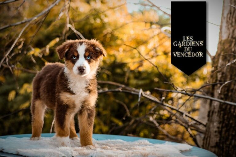 ambre des gardiens du vencedor1