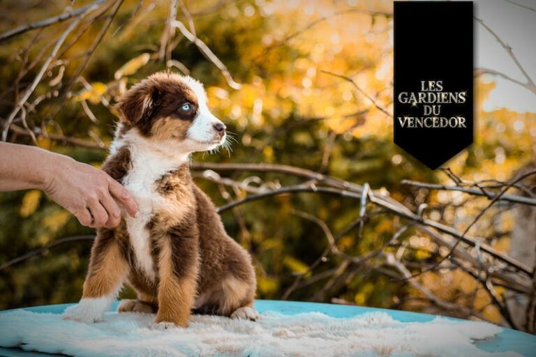 ambre des gardiens du vencedor2