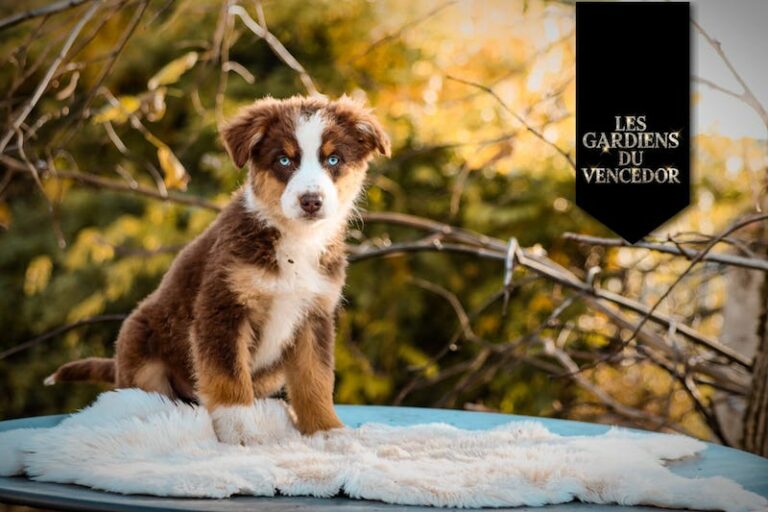 ambre des gardiens du vencedor3