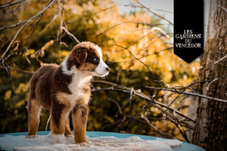ambre des gardiens du vencedor4