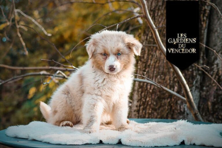 ares des gardiens du vencedor1