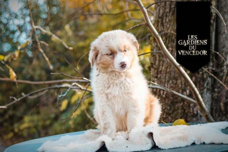 ares des gardiens du vencedor2