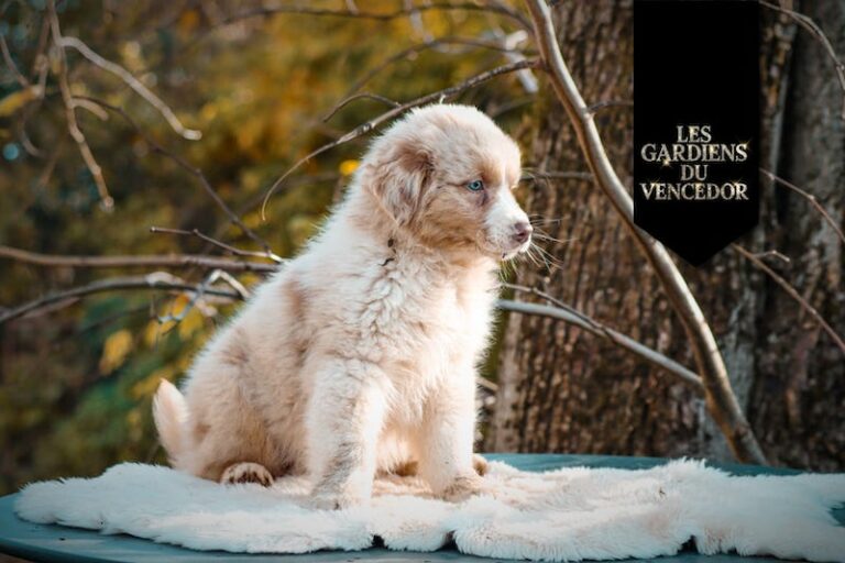 ares des gardiens du vencedor4