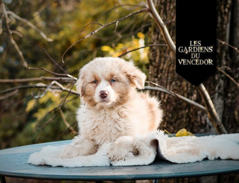 ares des gardiens du vencedor5