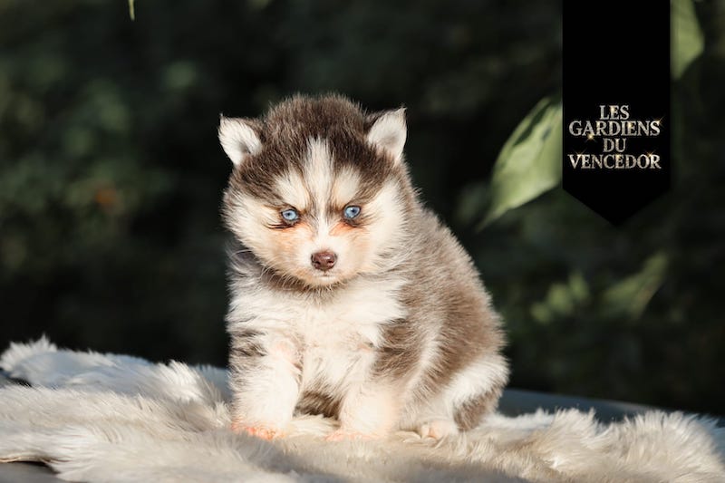 argan des gardiens du vencedor3