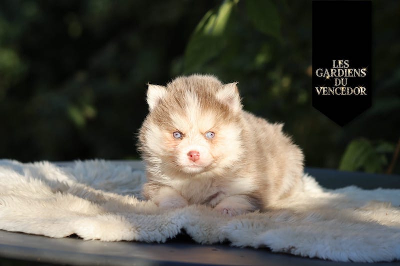 artemis des gardiens du vencedor1