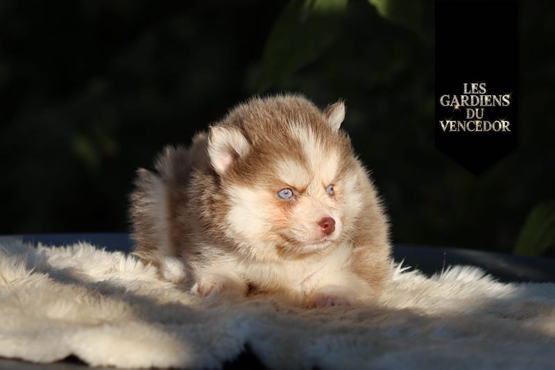 artemis des gardiens du vencedor2