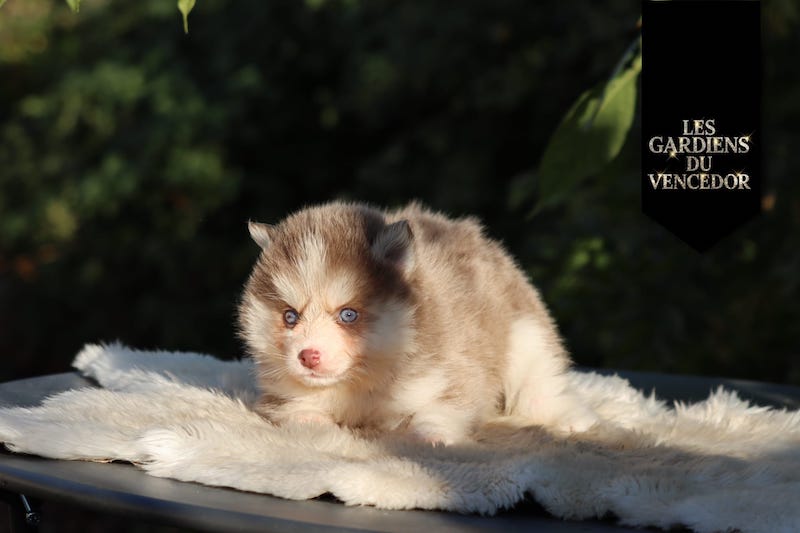 artemis des gardiens du vencedor3