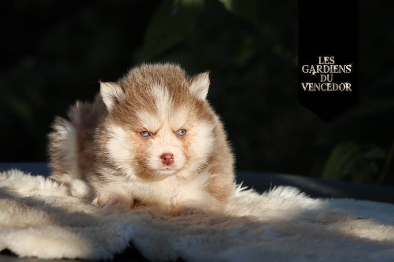 artemis des gardiens du vencedor4