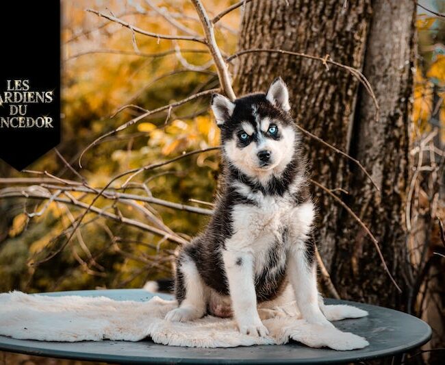 aska des gardiens du vencedor5