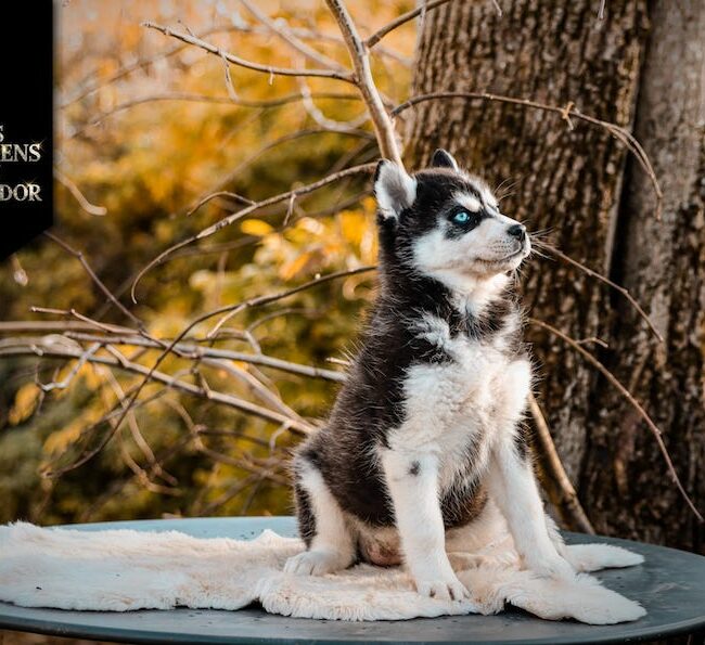 aska des gardiens du vencedor6