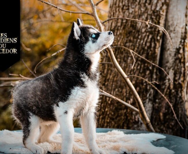 aska des gardiens du vencedor7