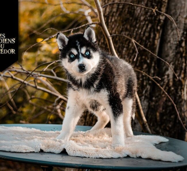aska des gardiens du vencedor8