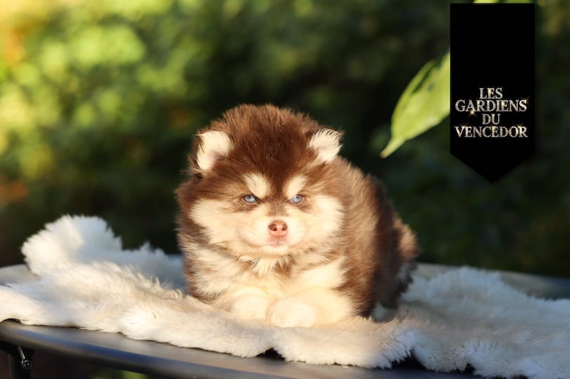 asteria des gardiens du vencedor1